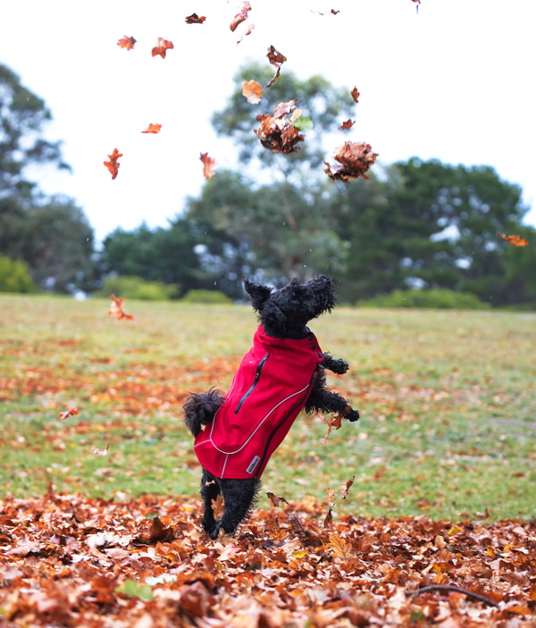 dog treatment, dog osteopathy, wollongong dog treatment