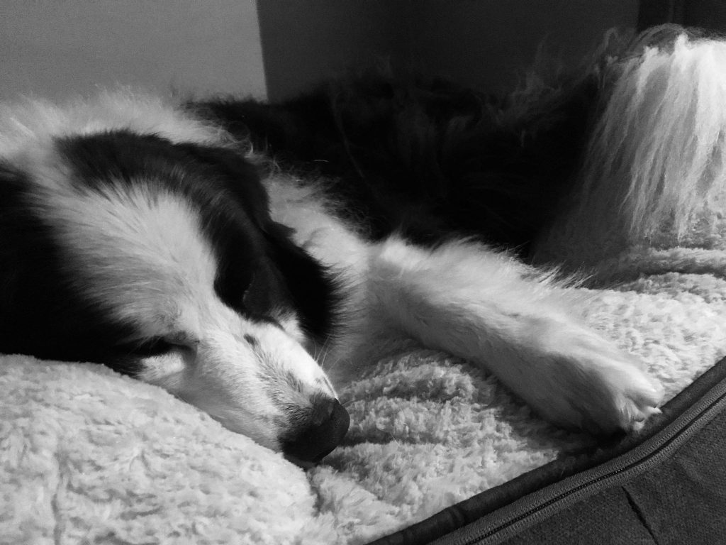 dog treatment, dog osteopathy, wollongong dog treatment