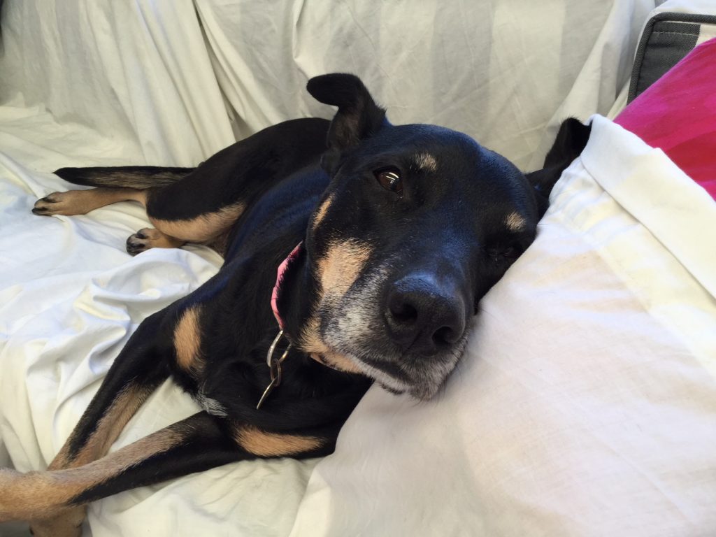 huntaway, nz huntaway, animal treatment, dog treatment, dog therapy,