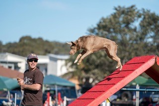 dog treatment, dog osteopathy, wollongong dog treatment