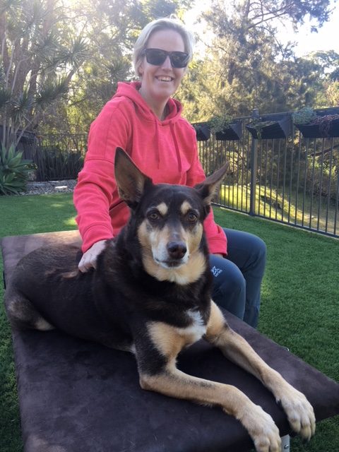 dog treatment, dog osteopathy, wollongong dog treatment