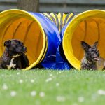 Dog agility, sports dog, dog rehab, dog rehabilitation, dog osteopathy, dog treatment
