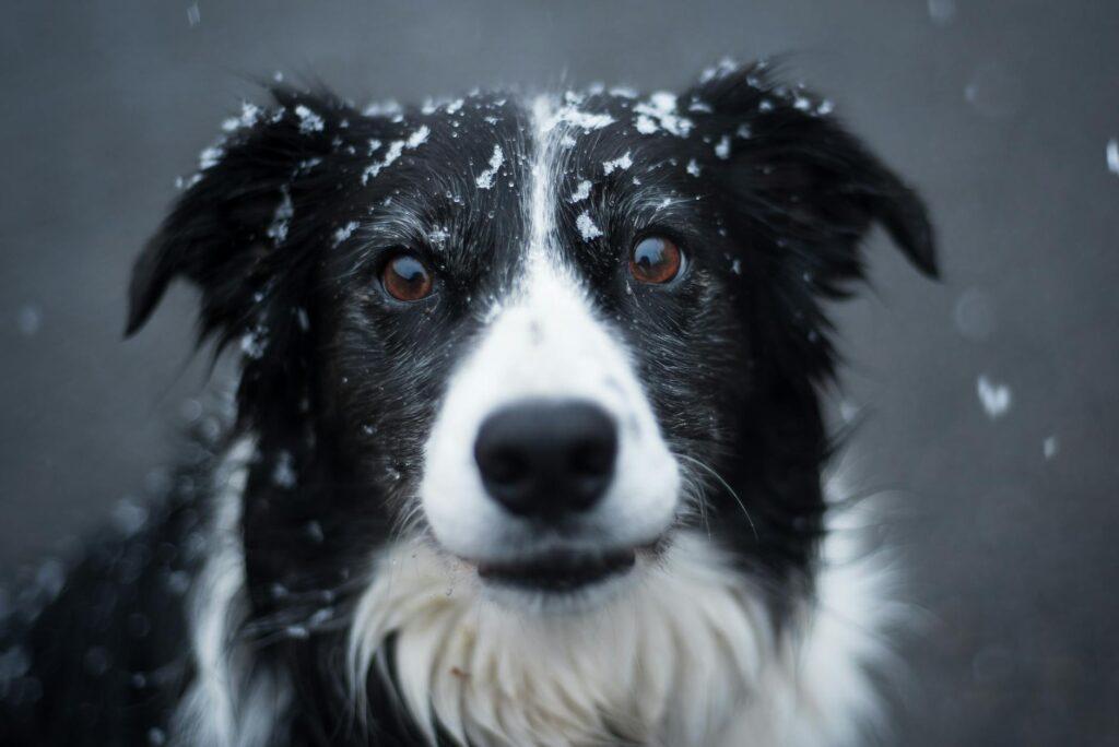 selective focus photography of adult black and white border collie