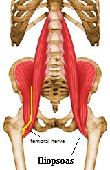 iliopsoas muscle dog