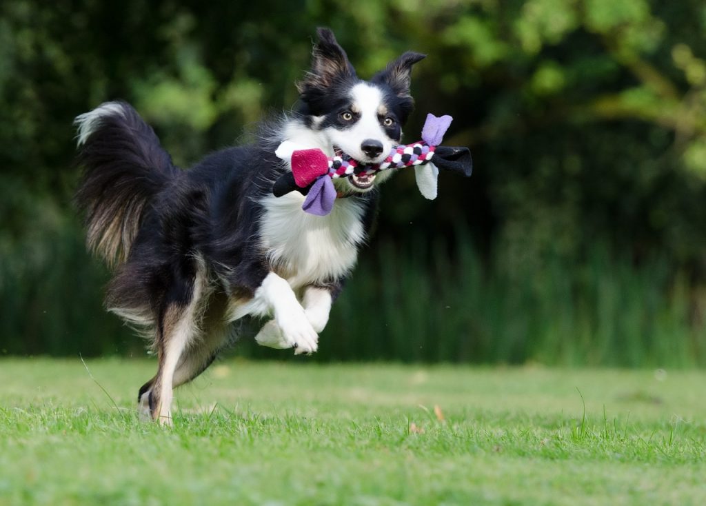Border collie, dog agility, dog rehab, dog rehabilitation, dog treatment, dog osteopathy