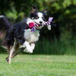 Border collie, dog agility, dog rehab, dog rehabilitation, dog treatment, dog osteopathy