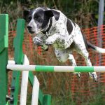 dog agility, sports dog, dog rehabilitation, dog treatment