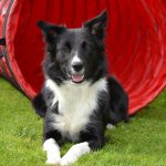 dog agility, dog agility injuries, dog agility treatment, dog agility rehab, dog agility rehabilitation
