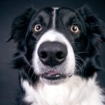 border collie, dog treatment, dog rehab, dog rehabilitation