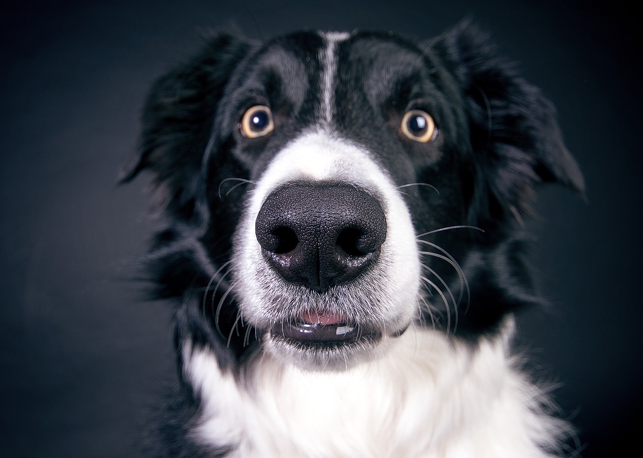 border collie, dog treatment, dog rehab, dog rehabilitation