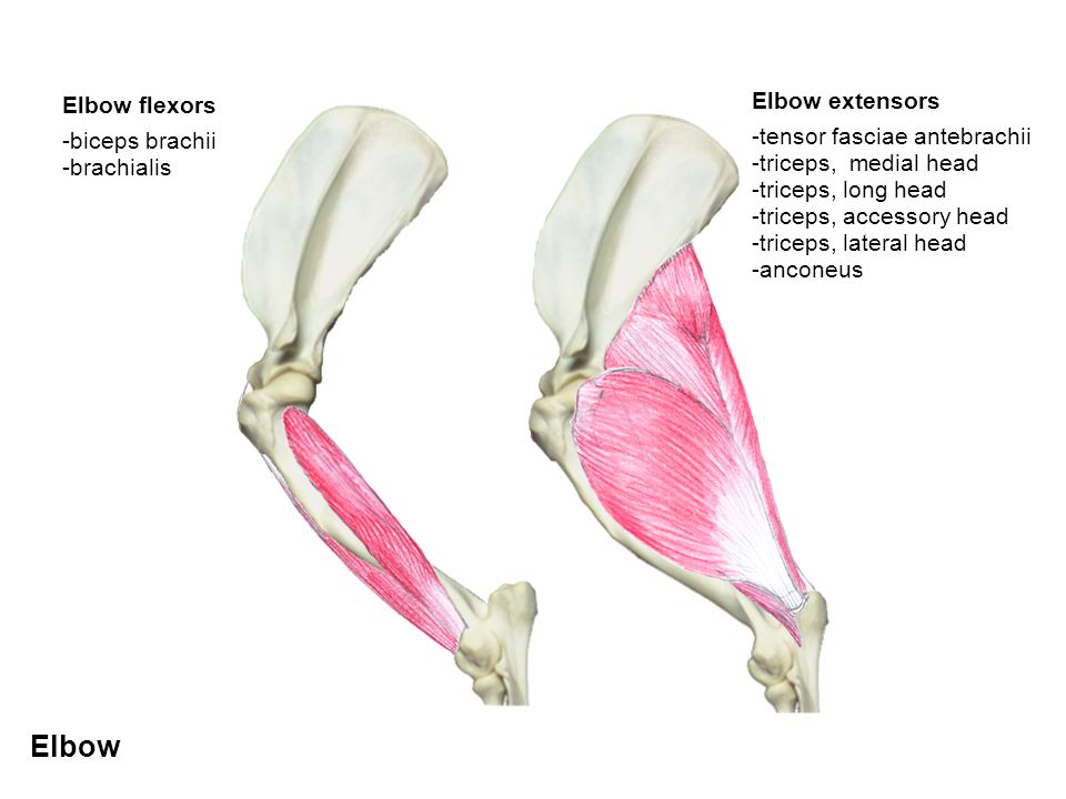 Triceps injury