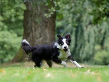 border collie, agility dog injury, dog osteopathy, dog rehab, dog rehabilitation,
