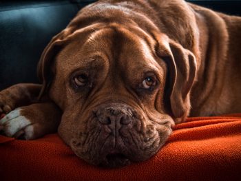dog arthritis, dog treatment, canine osteopathy, dog rehabilitation, dog osteopath