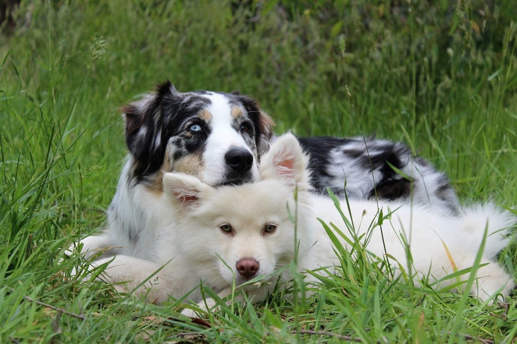 Australian shepherd shop hip dysplasia treatment