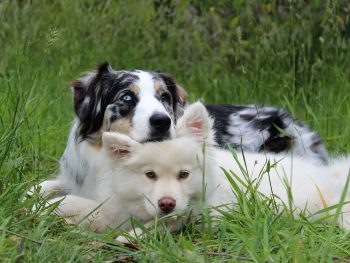 dog treatment, dog rehab, dog rehabilitation, dog osteopathy, young dog