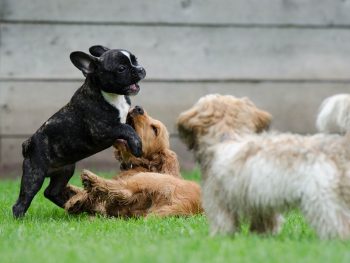 puppies playing, puppy exercise