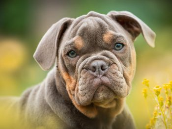 bulldog, english bulldog, hip dysplasia predisposition