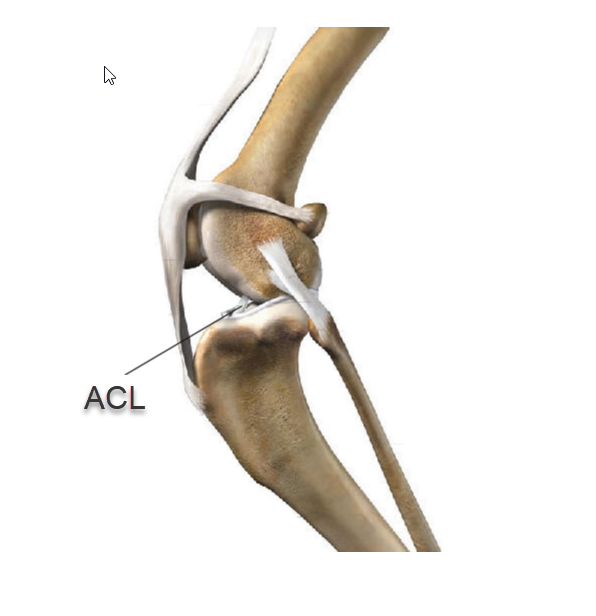 what causes acl tear in dogs