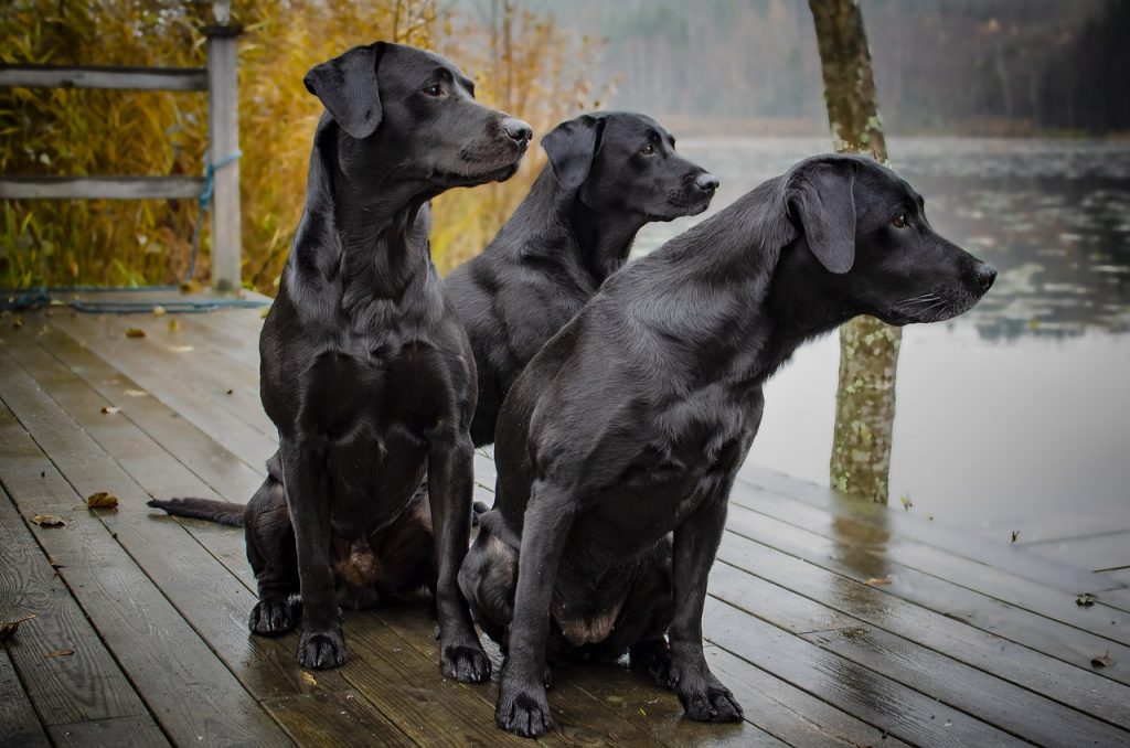 labrador, dog, labrador retriever