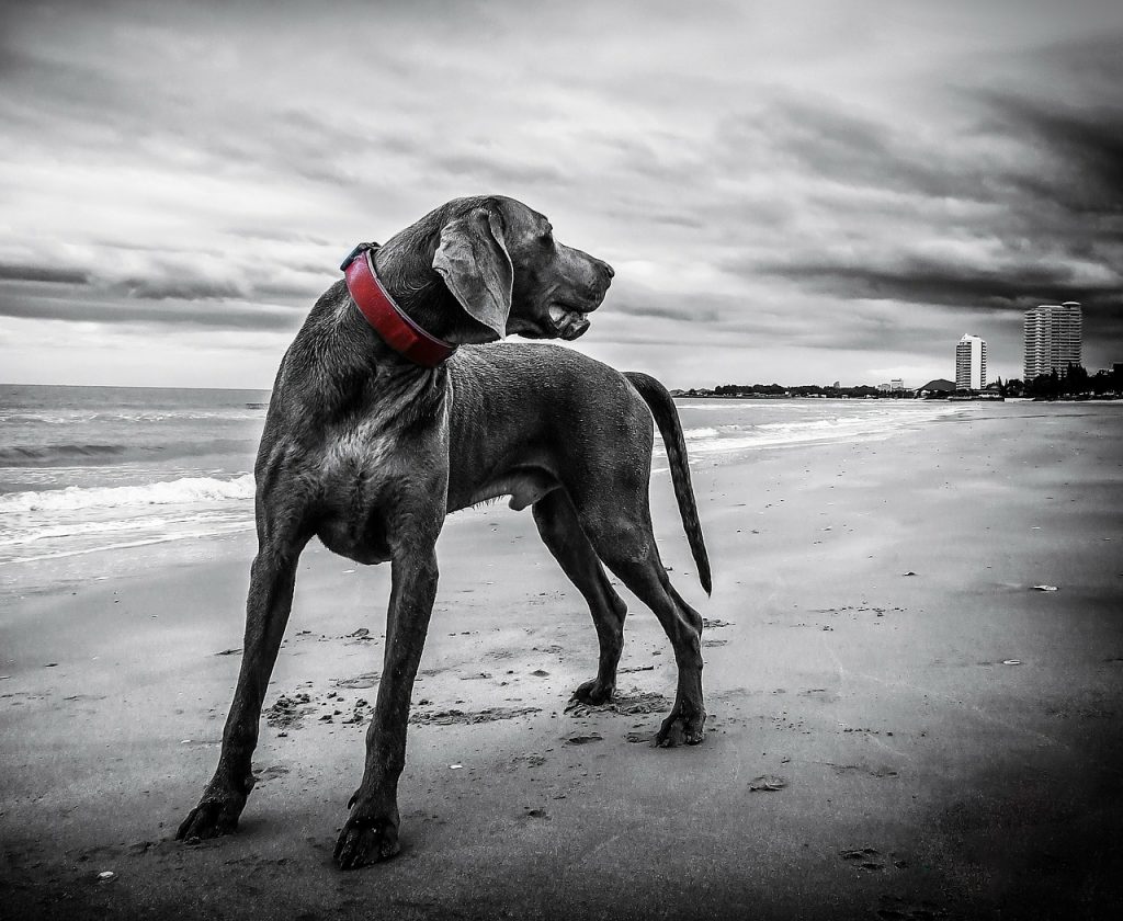 weimaraner, dog beach
