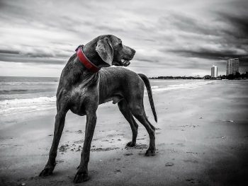 weimaraner, dog beach