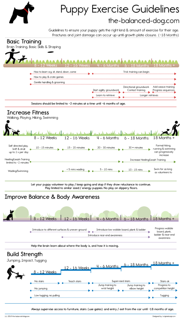 Puppy Exercise Guidelines The Balanced Dog