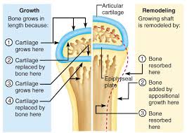 what are growth plates in dogs