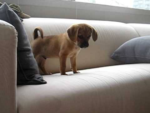 why do dogs jump on the couch