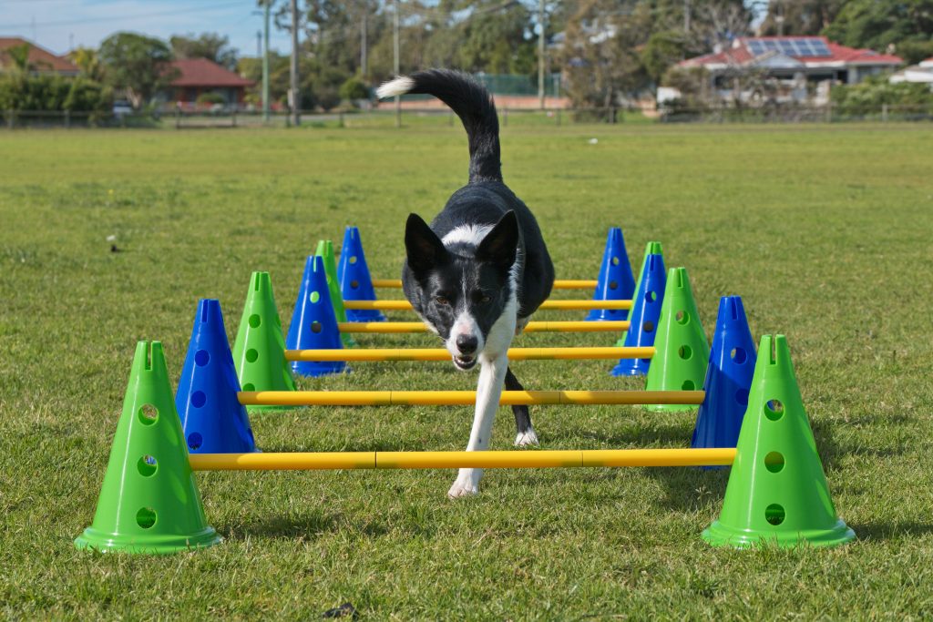 How to Build a DIY Dog Agility Course - This Old House