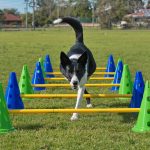 cavaletti in dogs, dog cavaletti, dog trot poles