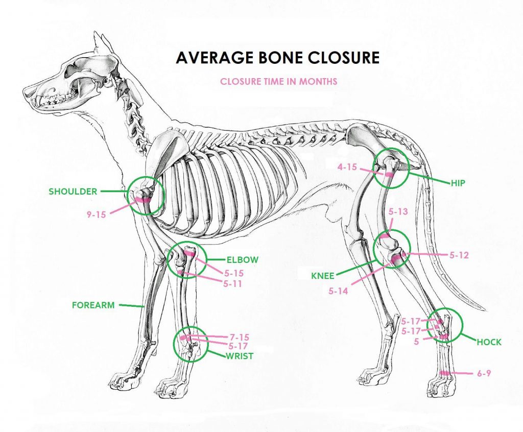 what are growth plates in dogs