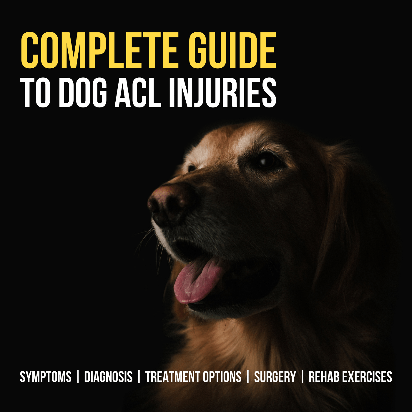 dog acl surgery