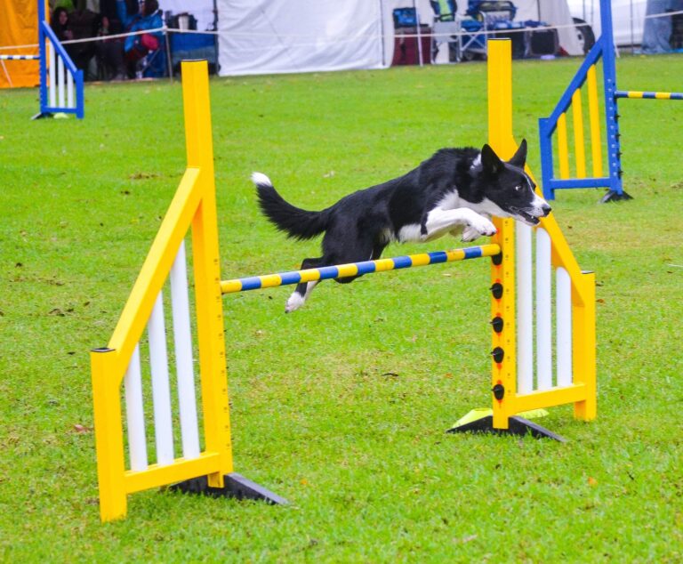 returning-to-dog-agility-after-tplo-surgery-the-balanced-dog